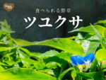 食べられる野草　ツユクサ